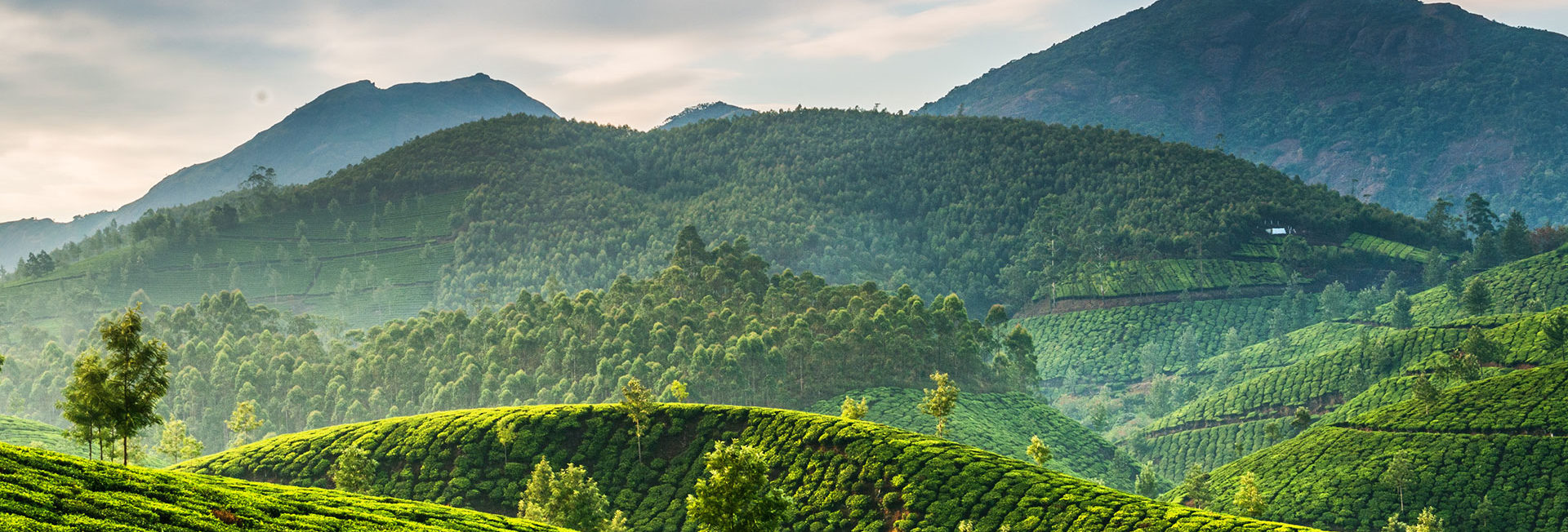 Tea Plantation