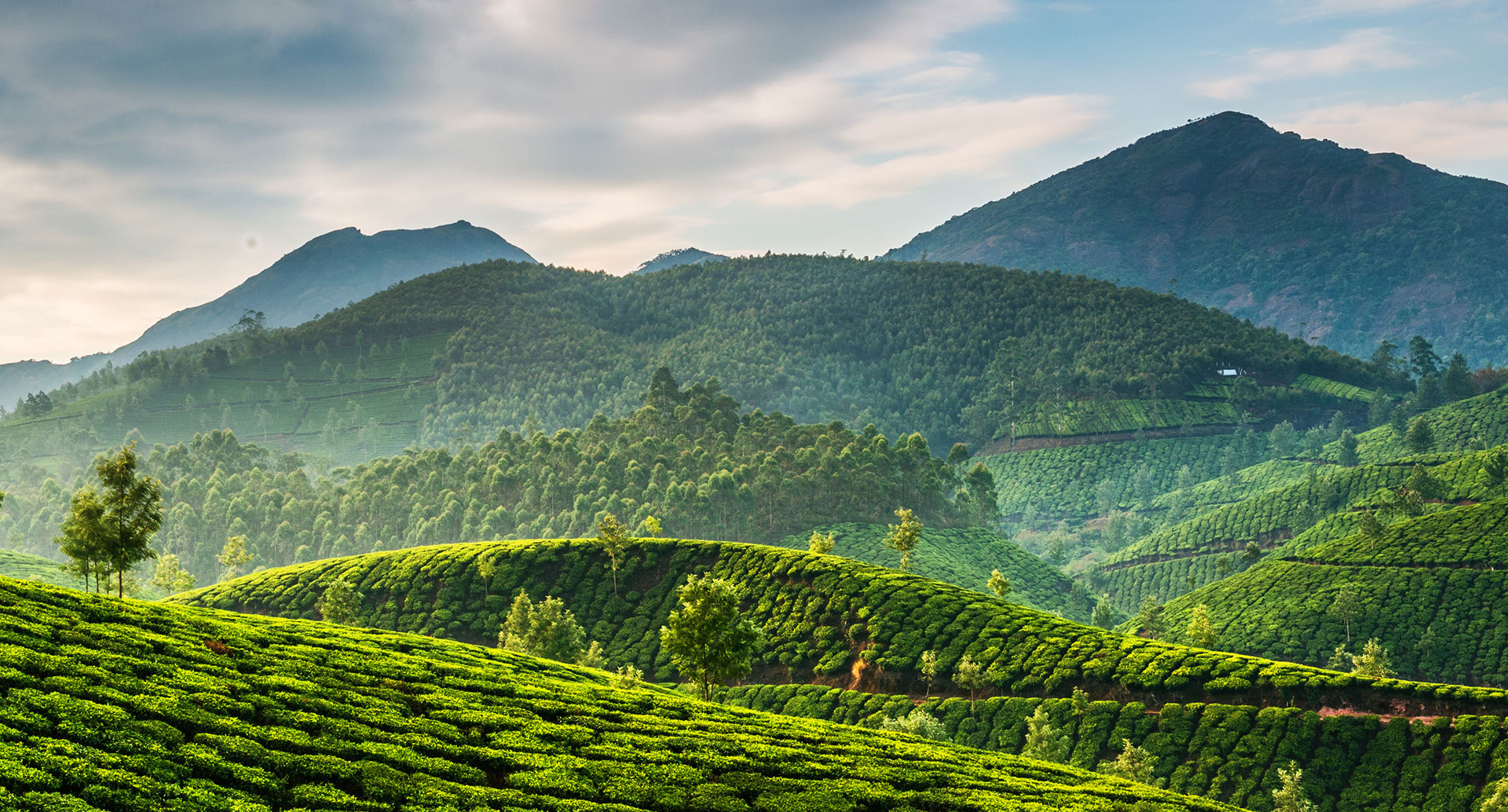 Tea plantation image